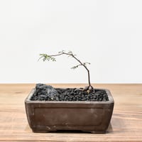 RAFLUMコレクション】ボスウェリア ネグレクタ 【現地球/発根済み