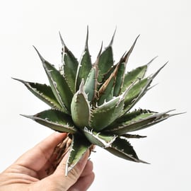 12/19(木)20:00】アガベの希少種Dennis026を販売！さらに