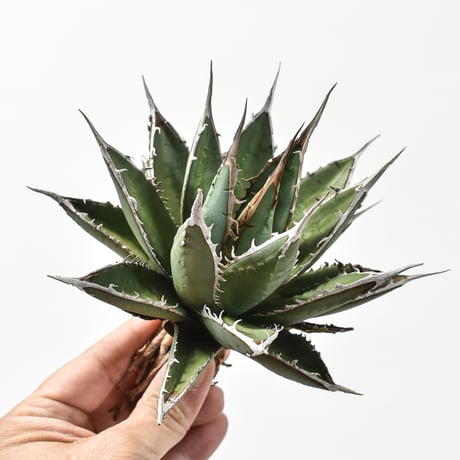 アガベパープソラム | STORES