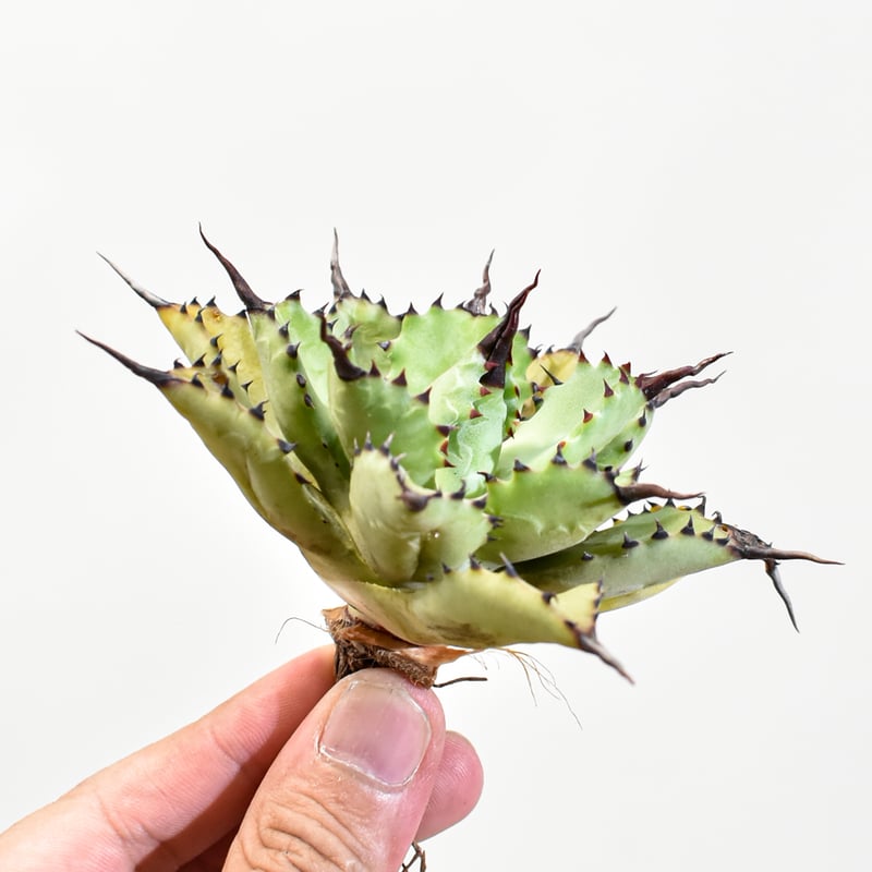 アガベ　ハイブリッド　マクロアカンサ×ブラッドスポット　　血雨雷神　抜苗 アガベ ハイブリッド '新血雨' Agave hybrid 'New Bloodspot' 台湾hyb