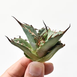 10/31(木)20:00】ブツブツ系の代名詞 麻花龍と、麻花のOC株をお手頃