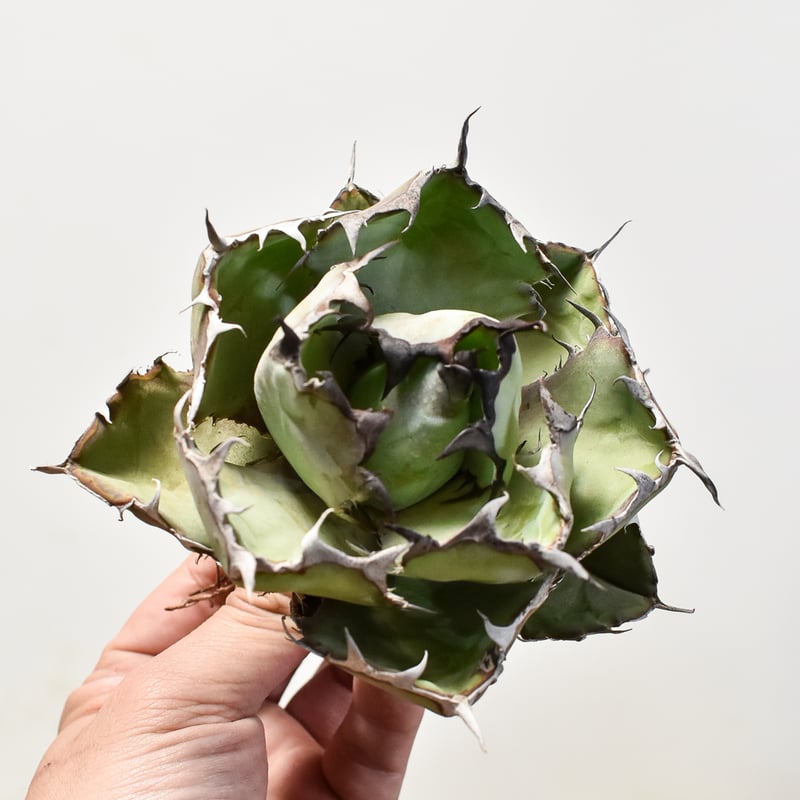 アガベ　DennisB09ダブルヘッド　チタノタ　ブルー　親株販売 アガベ DennisB09ダブルヘッド チタノタ ブルー 親株販売 アガベ