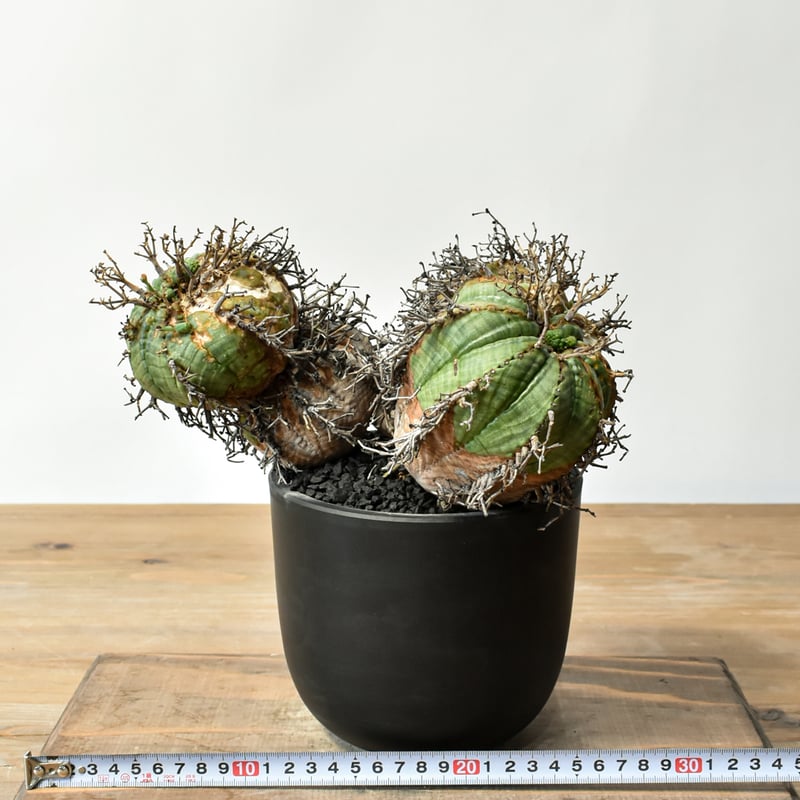 ユーフォルビア オールドスーパーバリダ 