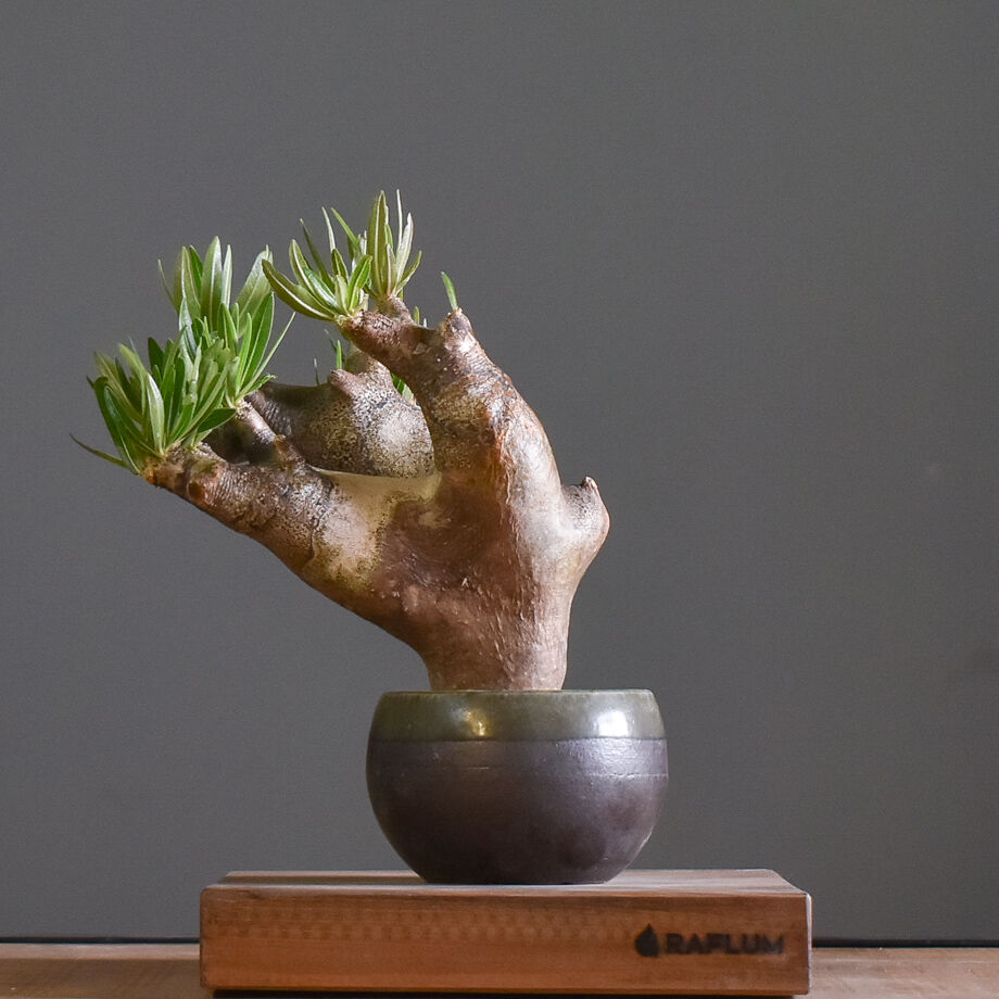 パキポディウム イノピナツム 【 大人気！横長樹形が絶妙バランス