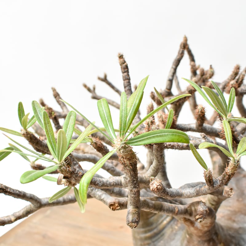 RAFLUMコレクション】パキポディウム グラキリス 