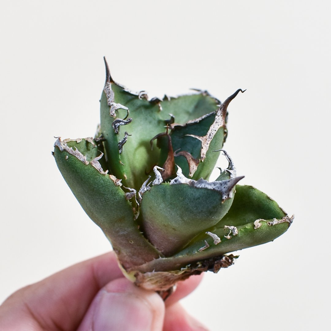 アガベ チタノタ 