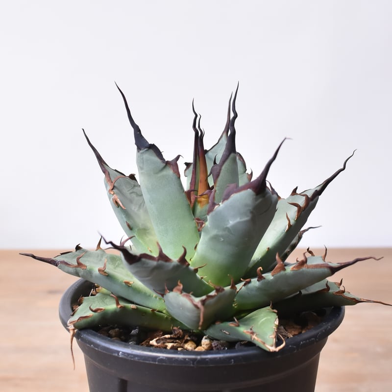 アガベ ハイブリット 象牙妖炎×黑帝斯 / エボリスピナ×ハデス 