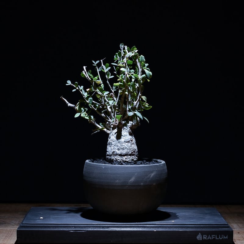 フォークイエリア コルムナリス 