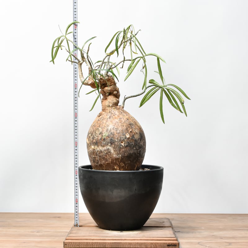 RAFLUMコレクション】アデニウム ソマレンセ HK25010015 | RAFLUM /