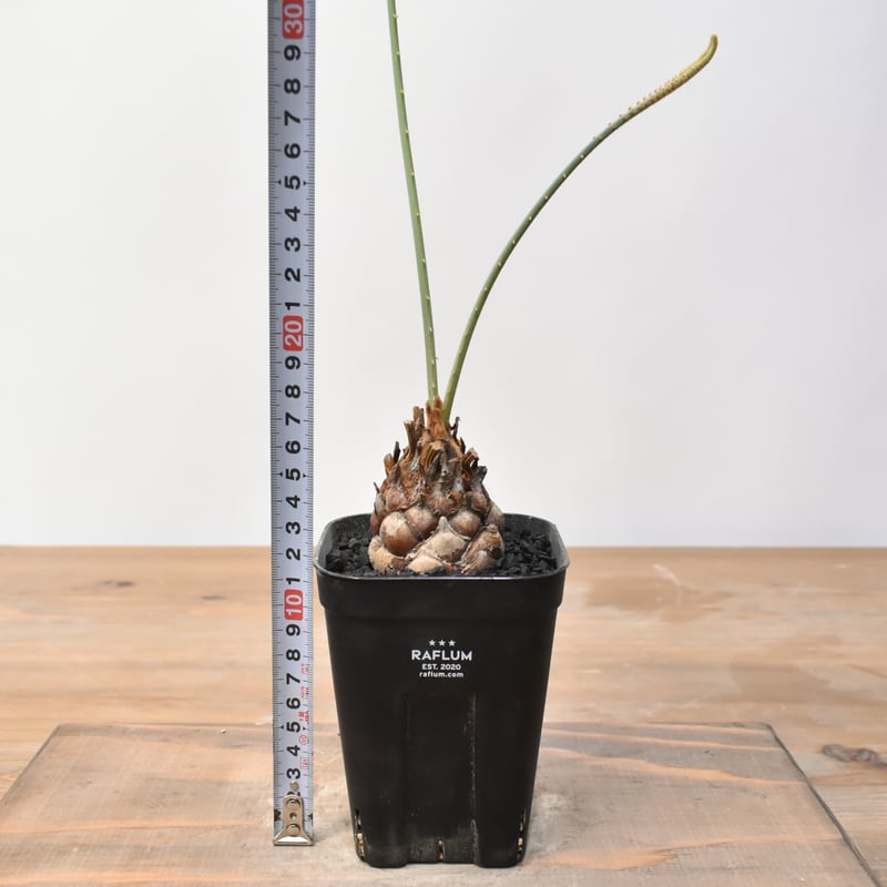 サイカス カイルンシアナ 【実生】RF25011358 | RAFLUM / ラフラム