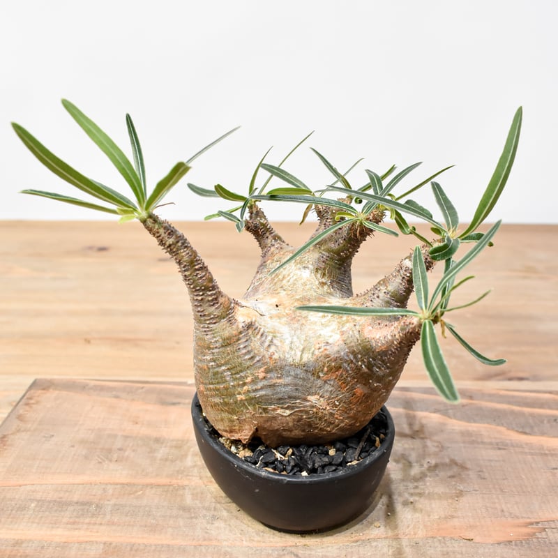 WACK” ON YOUR SIDE】パキポディウム グラキリス WACK-B099 |