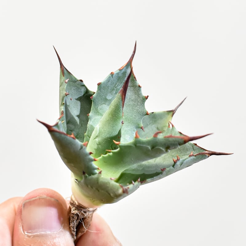 アガベ　レア　中株　パリートランカータ×イシスメンシス　ハイブリッド Amazon.co.jp: アガベ レア 中株 パリートランカータ