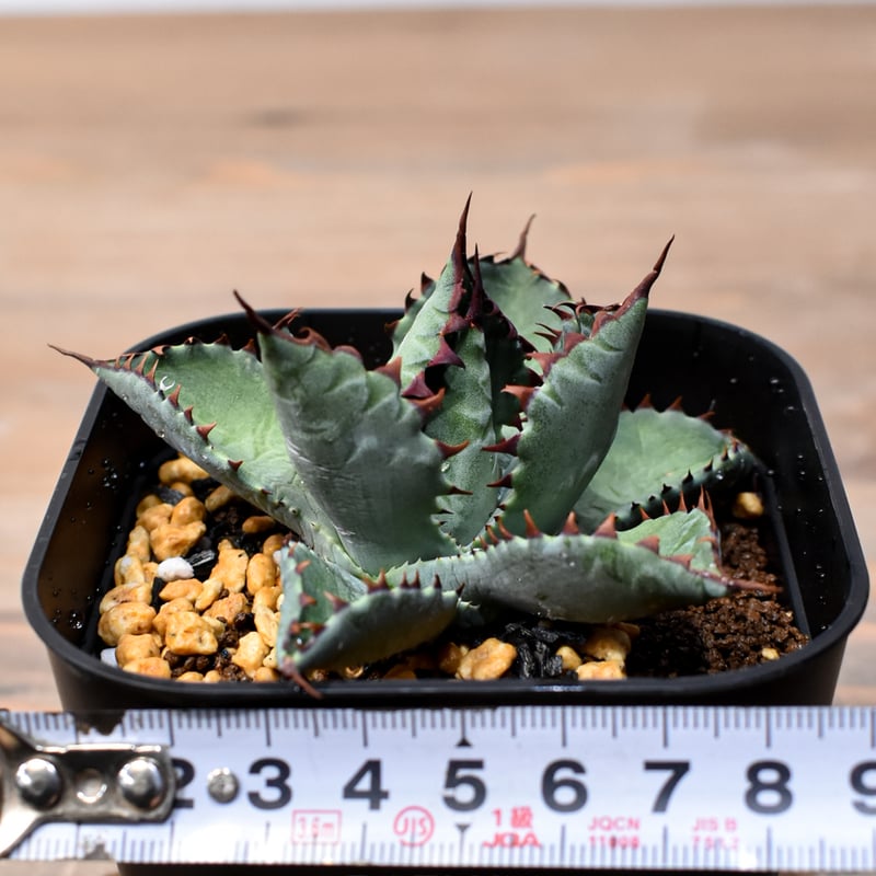 アガベ　ハイブリッド　イシスメンシスxパラサナ アガベ イシスメンシスxパラサナ | mana's farm:塊根植物