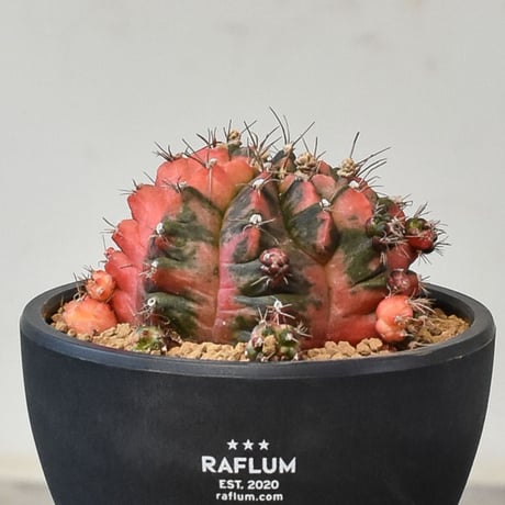 ギムノカリキウム ミハノビッチ "緋牡丹錦"（発根済み）RF231001