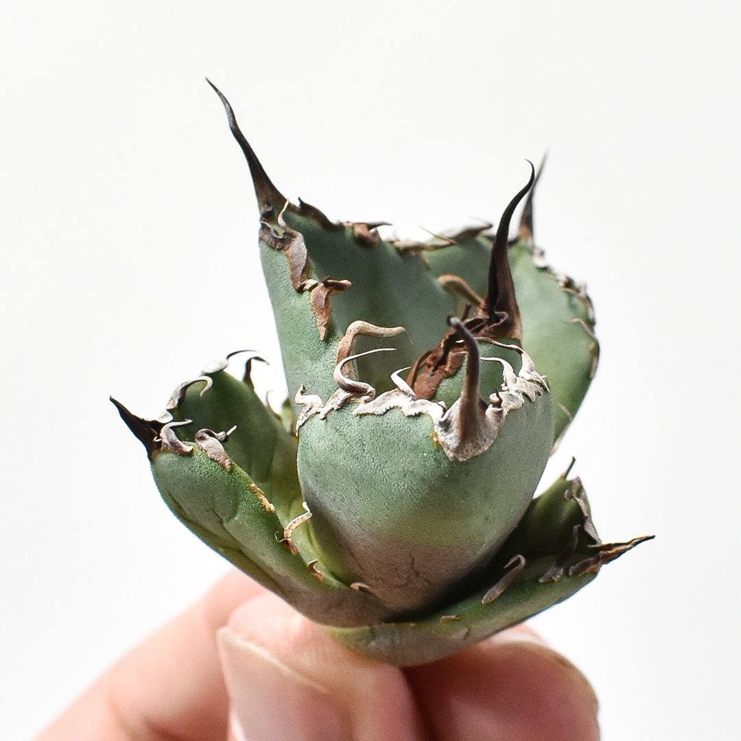 アガベ チタノタ DENNIS020【台湾 dragon agave産/抜き苗/子株】A D