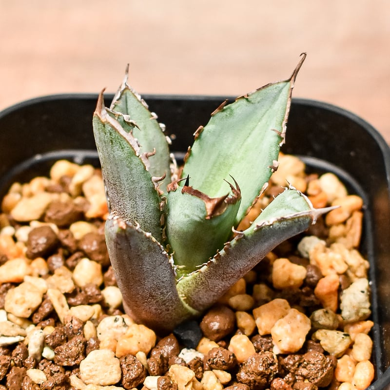 アガベ チタノタ ノーネイムA キングアーサー アガベ チタノタ