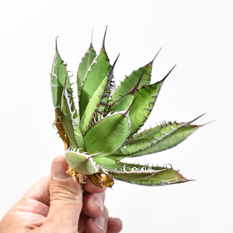 アガベ　ホリダ　大株　美株 アガベ ホリダ agave horrida 4 【大株・美株】 | 多肉植物