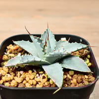 RAFLUMコレクション】コミフォラ エイル 【現地球/発根済み】A