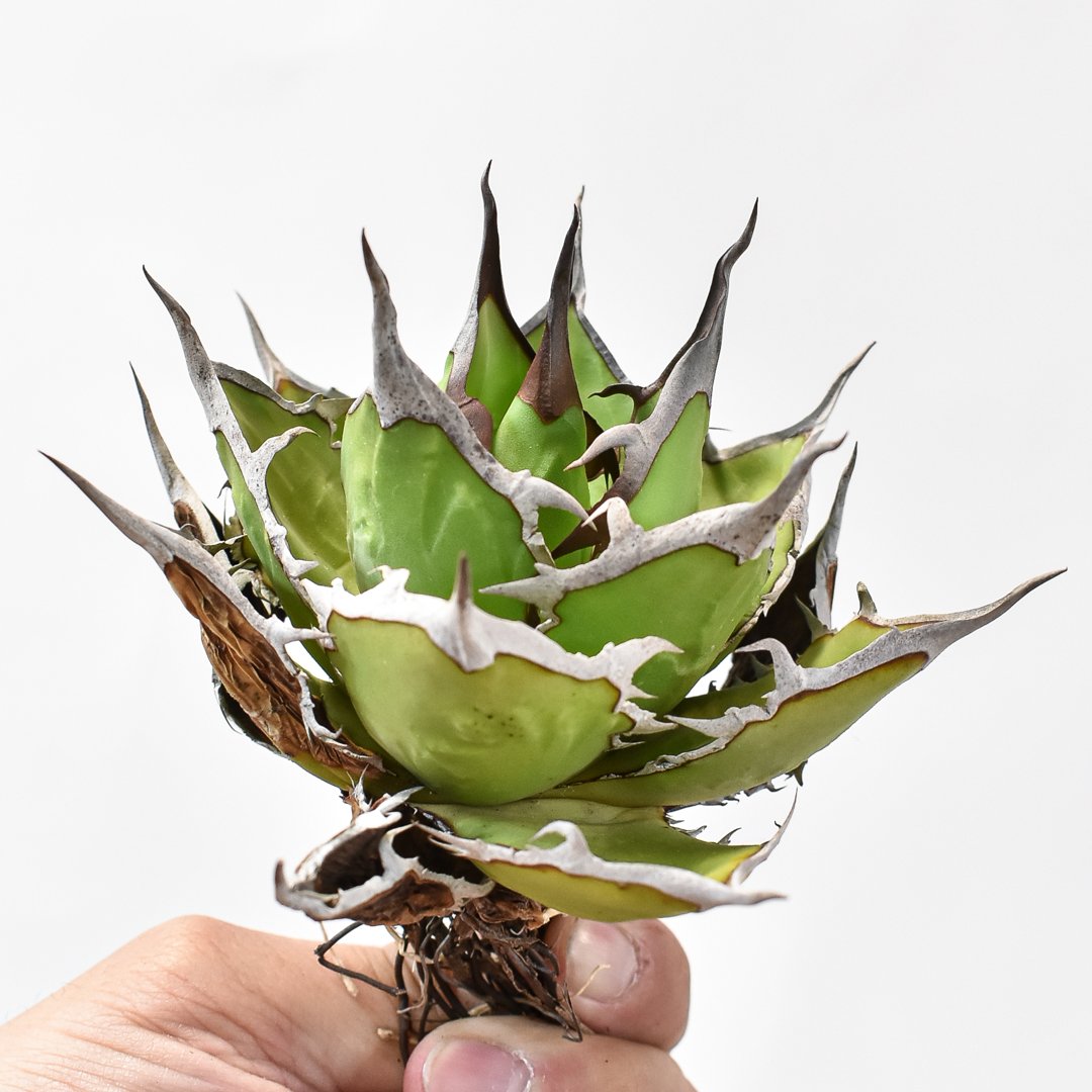 アガベ チタノタ DENNIS ホリダ×鬼爪（026） 