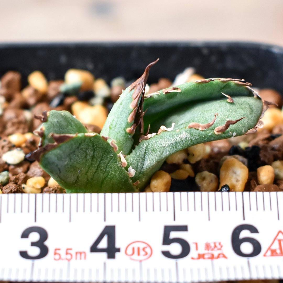 アガベチタノタBerlin血統毒蛇