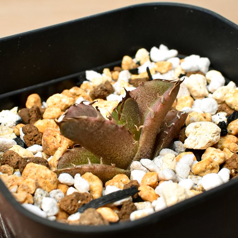 RAFLUM育成株 5個セット】アガベ Mexico oteroi seeding / オテ