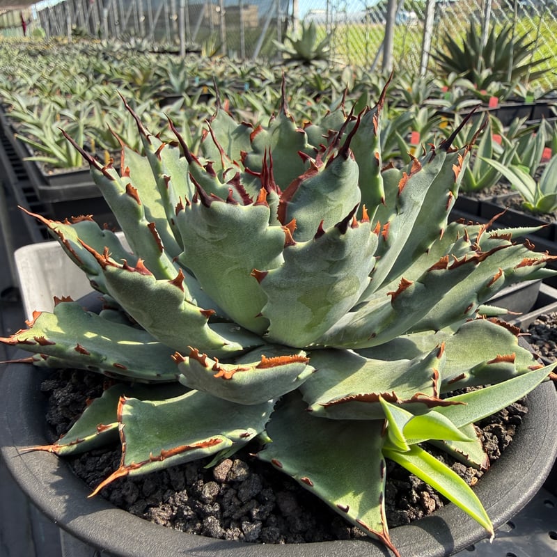 アガベ ハイブリット 