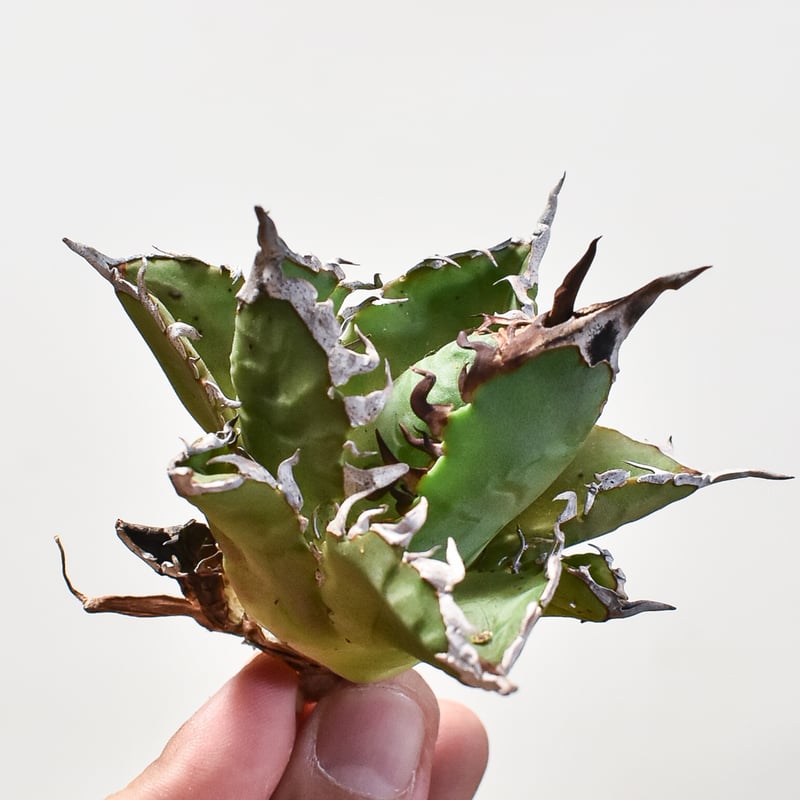 アガベ チタノタ チーター 