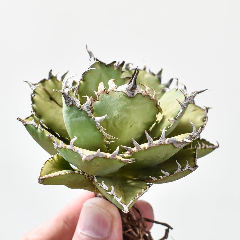 アガベ チタノタ フィリグリー錦 覆輪 アガベ チタノタ 姫巌竜錦 白覆輪錦 Agave titanota Princess Roc