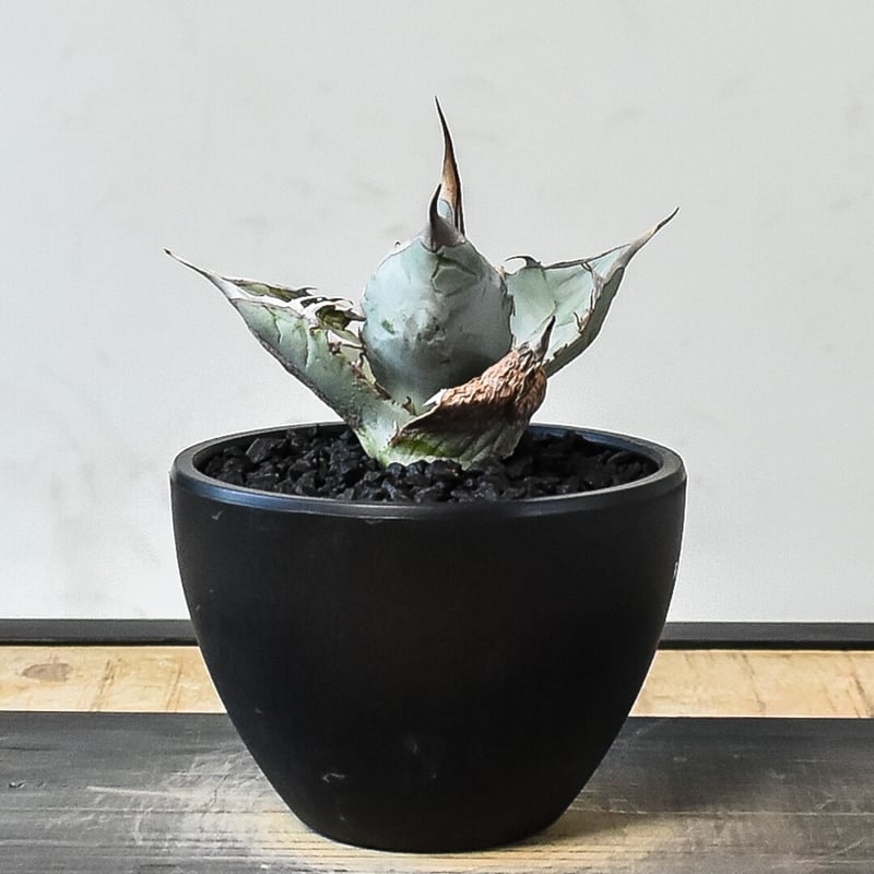 アガベ チタノタ ホワイトアイス （発根済み）RF231450 | RAFLUM