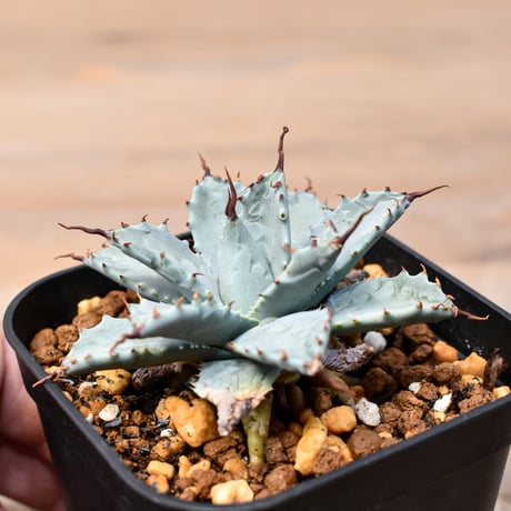 アガベ ハイブリット 日系イシスメンシス×象牙妖炎（陽炎エボリ）【台湾botanical_seeker産】RF25011395