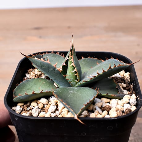 CATEGORY アガベ ハイブリット 曙光 ×（パラサナ、イシスメンシス