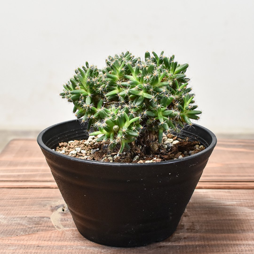 パーフェクト・アルカディア パーフェクト・ペテンシー 各1枚 パーフェクト・アルカディア パーフェクト・ペテンシー 各1枚