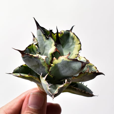 ブラックアンドブルー | STORES