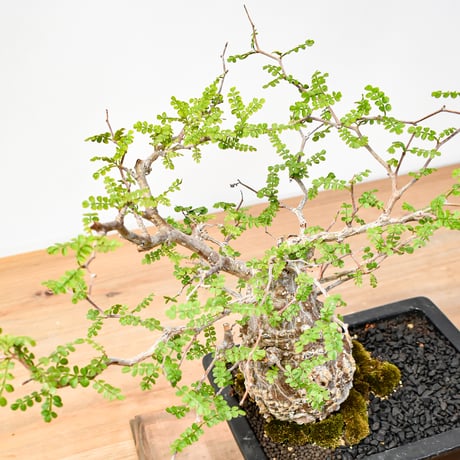 【“WACK” ON YOUR SIDE】オペルクリカリア パキプス WACK-A001