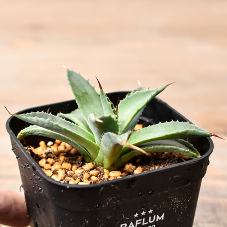 アガベ ハイブリット "吉巴羅" (特白肌怒雷神×血妖) 【台湾huplants2010産/子株販売】RF25011820