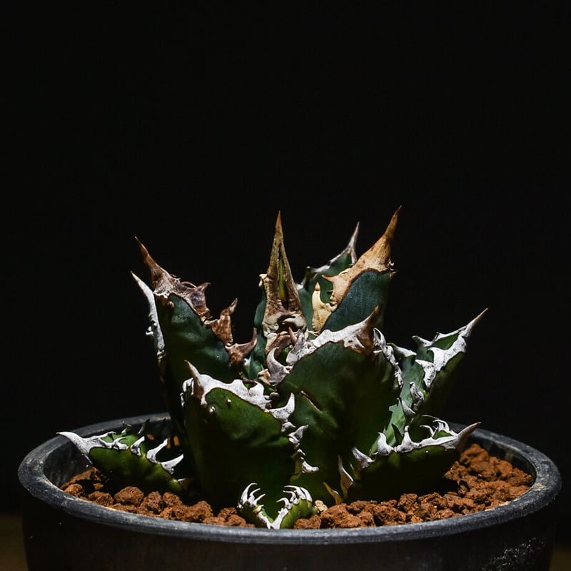 アガベ チタノタ レッドキャットウィーズル 