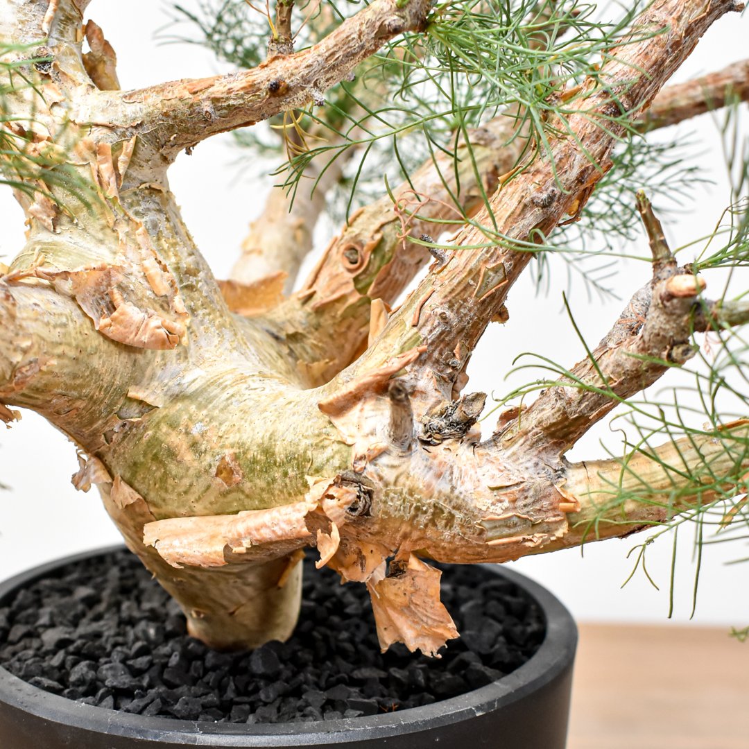 コミフォラ　クラウセリアナ　現地球　発根済み　コレクション株　灌木 RAFLUMコレクション】コミフォラ クラウセリアナ 【発根済み