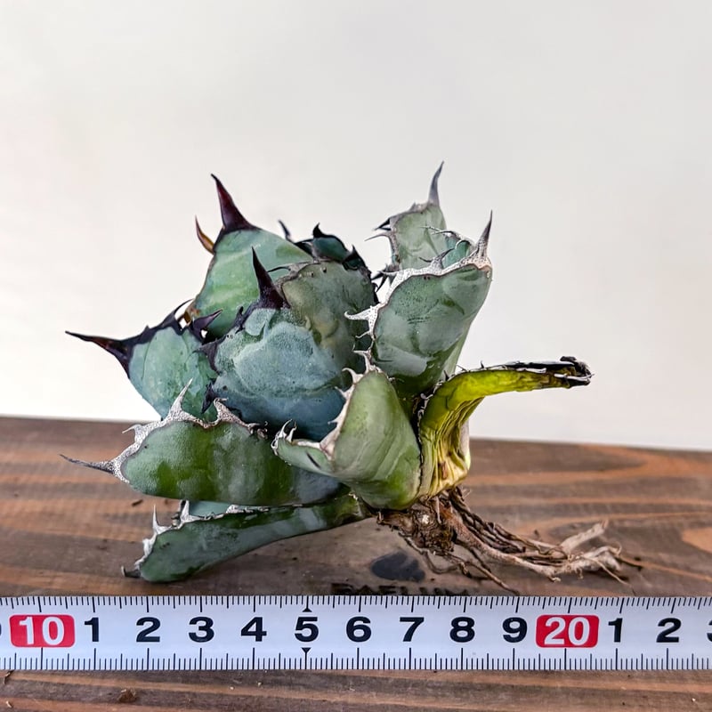 丸*ネ様 【ボール型・特大スペシャル株】アガベ・チタノタ /抜き苗発送 ゴ*リ様 【ボール型・特大スペシャル株】アガベ・チタノタ①