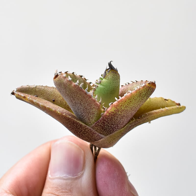 アガベ チタノタ Shi-hao 