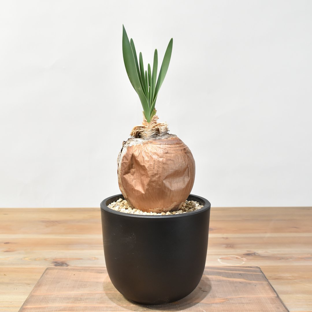 クロッシネ フラバ　 (検:ブーファン ブーファン ディスティチャ 【発根済み】HK25010502 | RAFLUM