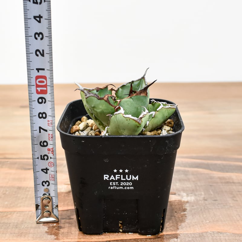 アガベ チタノタ 