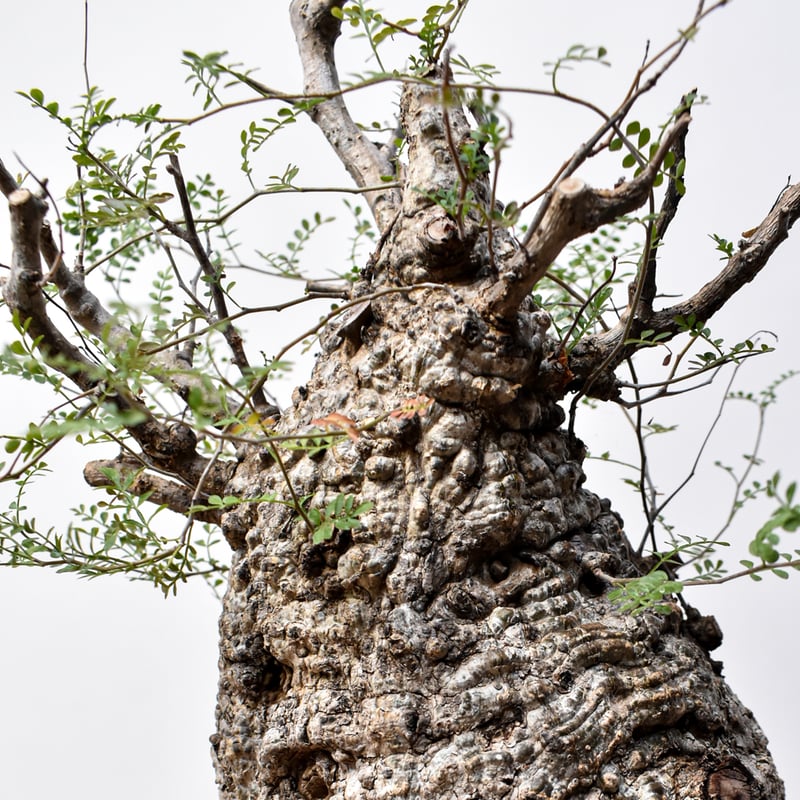 オペルクリカリア パキプス RFHK25011494 | RAFLUM / ラフラム｜東京