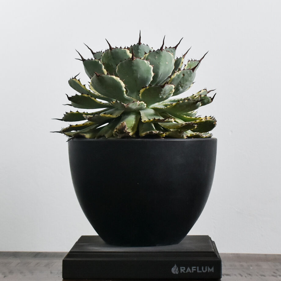 アガベ ポタトラム デザートダイヤモンド【良血統のギュッと詰まった良