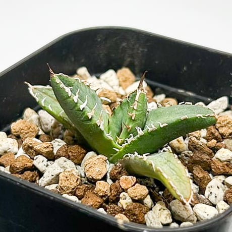 フラワーさん専用　アガベ　ブルーフレイム　錦　トリカラー?? ② ブルーフレイム / Blue flame (No.1-240814) ※抜き苗 | アガベの