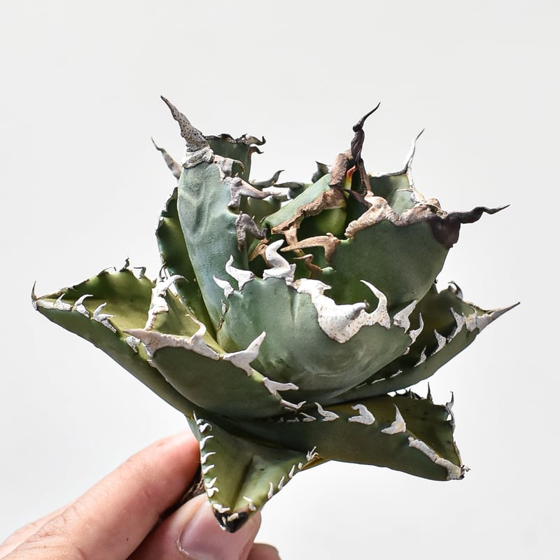 アガベ チタノタ ソーラーエクリプス 