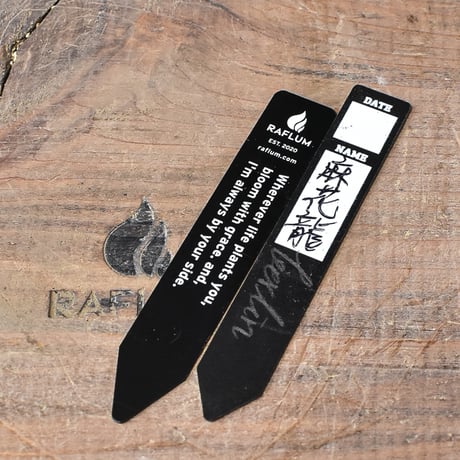 アガベ チタノタ 麻花龍  【台湾 berlin産/子株/抜き苗】G BE2402606(T)