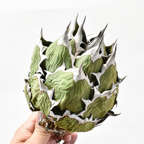 アガベ チタノタ ドワーフ / "精品姫厳龍" "大株"【台湾 dragon agave産/大株/発根済み】F2 DG25010365(T)