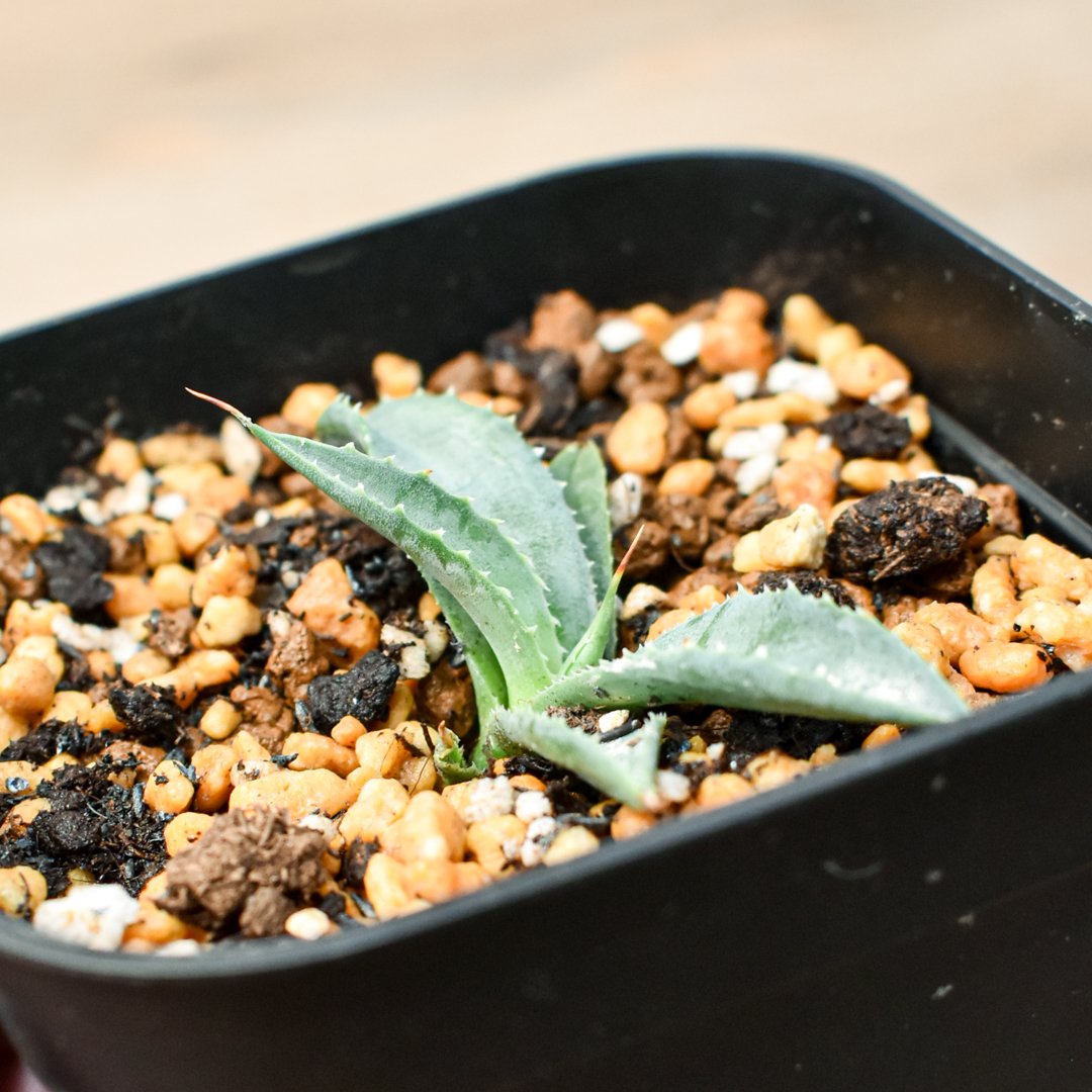 アガベ ハイブリット 