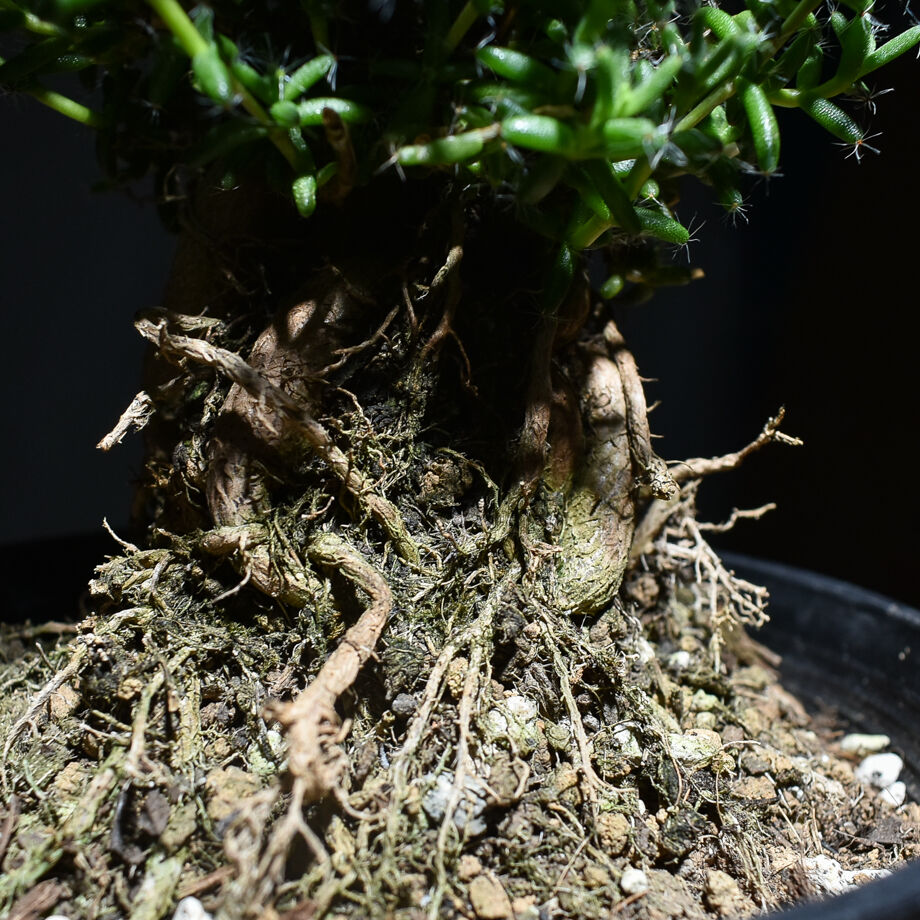 ロスラーツム マンドリツァラ 種子 5粒 ロスラーツム マンドリツァラ 種子 5粒 ロスラーツム マンドリツァラ