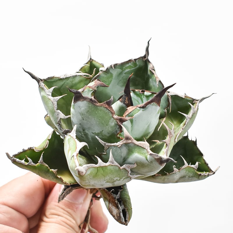 アガベ チタノタ ブラックアンドブルー / BB 藍球 【台湾 dragon